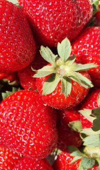 Erdbeeren zum vernaschen